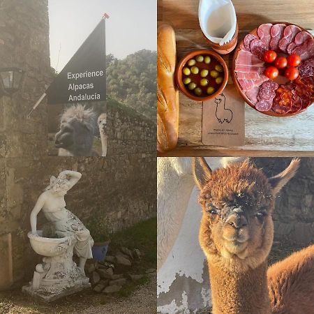 Appartamento Experience Alpacas In Andalucia Cordova Esterno foto