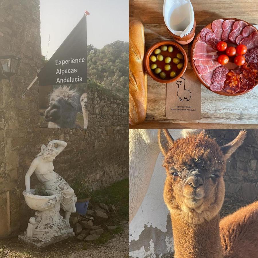 Appartamento Experience Alpacas In Andalucia Cordova Esterno foto