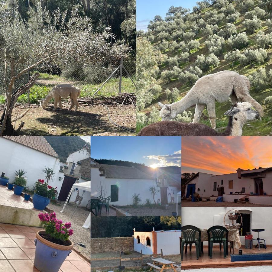Appartamento Experience Alpacas In Andalucia Cordova Esterno foto