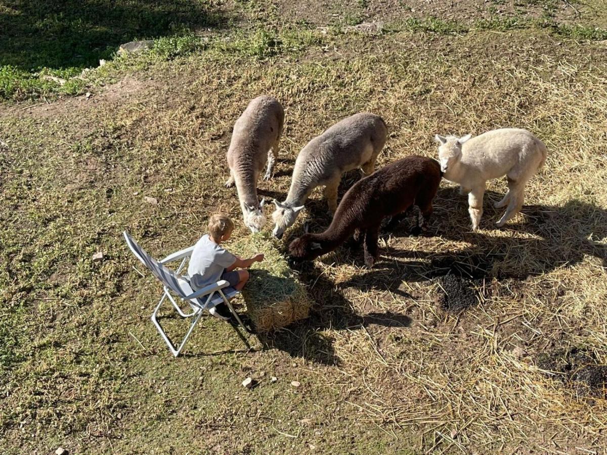 Appartamento Experience Alpacas In Andalucia Cordova Esterno foto
