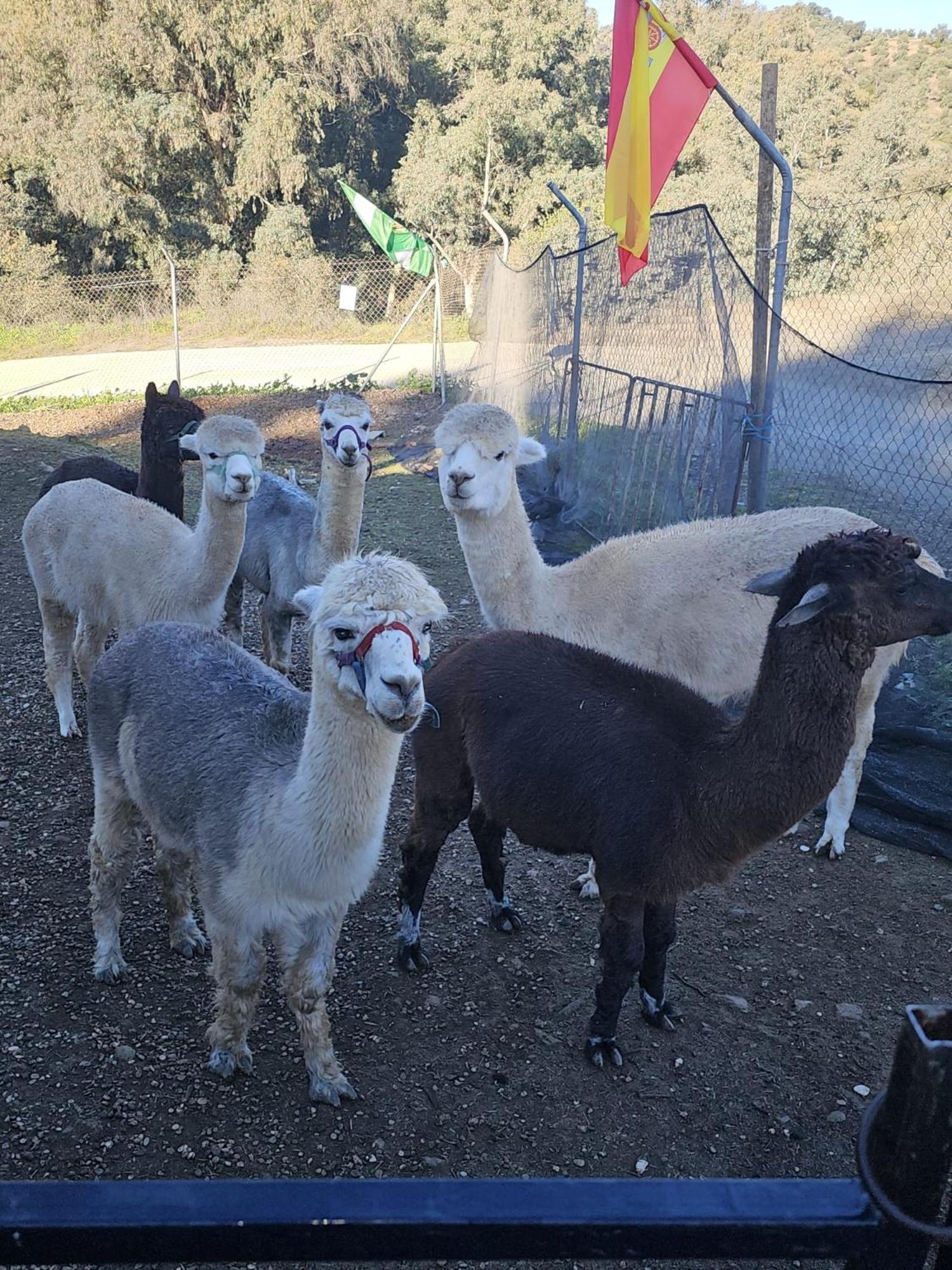 Appartamento Experience Alpacas In Andalucia Cordova Camera foto